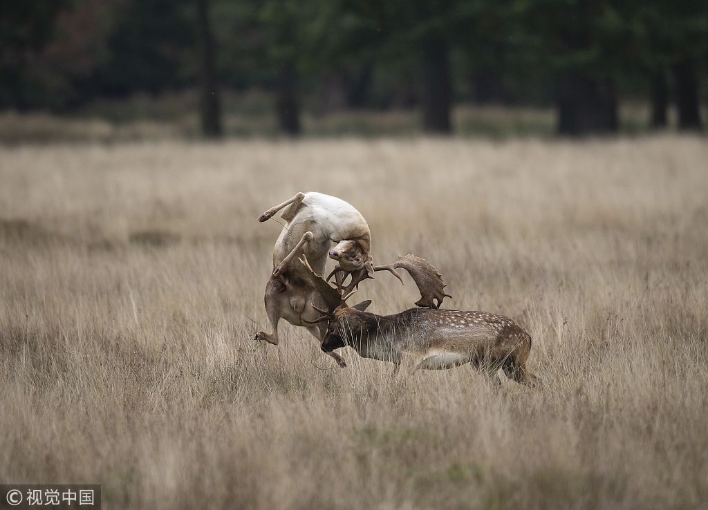 雄鹿灌篮大放异彩，一路横扫公鹿取得东部半决赛资格